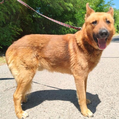 😊Texas Deutscher Schäferhund-Mischlingsrüde hat ein ausgeglichenes Wesen braucht aber einen Besitzer der ihn führt und lenkt🥰, Deutscher Schäferhund-Mischling - Rüde