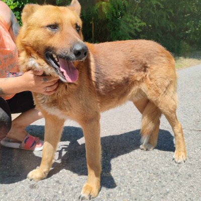 😊Texas Deutscher Schäferhund-Mischlingsrüde hat ein ausgeglichenes Wesen braucht aber einen Besitzer der ihn führt und lenkt🥰, Deutscher Schäferhund-Mischling - Rüde