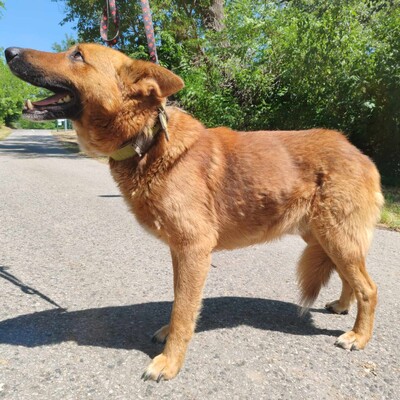 😊Texas Deutscher Schäferhund-Mischlingsrüde hat ein ausgeglichenes Wesen braucht aber einen Besitzer der ihn führt und lenkt🥰, Deutscher Schäferhund-Mischling - Rüde