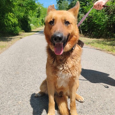 😊Texas Deutscher Schäferhund-Mischlingsrüde hat ein ausgeglichenes Wesen braucht aber einen Besitzer der ihn führt und lenkt🥰, Deutscher Schäferhund-Mischling - Rüde