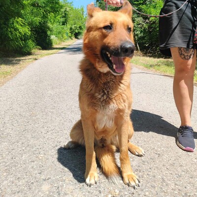 😊Texas Deutscher Schäferhund-Mischlingsrüde hat ein ausgeglichenes Wesen braucht aber einen Besitzer der ihn führt und lenkt🥰, Deutscher Schäferhund-Mischling - Rüde