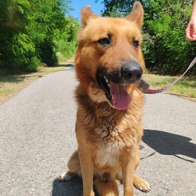 😊Texas Deutscher Schäferhund-Mischlingsrüde hat ein ausgeglichenes Wesen braucht aber einen Besitzer der ihn führt und lenkt🥰, Deutscher Schäferhund-Mischling - Rüde