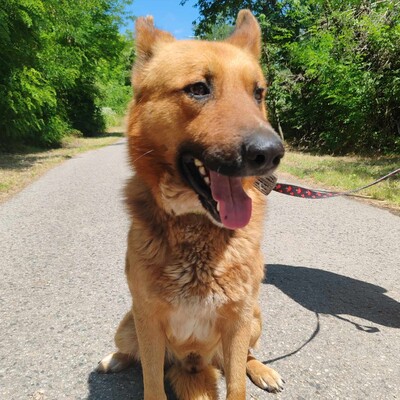 😊Texas Deutscher Schäferhund-Mischlingsrüde hat ein ausgeglichenes Wesen braucht aber einen Besitzer der ihn führt und lenkt🥰, Deutscher Schäferhund-Mischling - Rüde