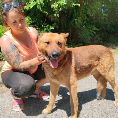 😊Texas Deutscher Schäferhund-Mischlingsrüde hat ein ausgeglichenes Wesen braucht aber einen Besitzer der ihn führt und lenkt🥰, Deutscher Schäferhund-Mischling - Rüde