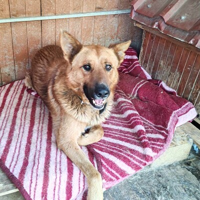 😊Texas Deutscher Schäferhund-Mischlingsrüde hat ein ausgeglichenes Wesen braucht aber einen Besitzer der ihn führt und lenkt🥰, Deutscher Schäferhund-Mischling - Rüde