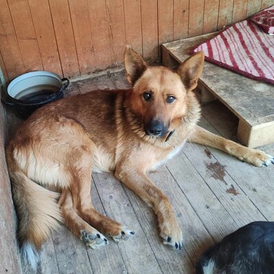 😊Texas Deutscher Schäferhund-Mischlingsrüde hat ein ausgeglichenes Wesen braucht aber einen Besitzer der ihn führt und lenkt🥰, Deutscher Schäferhund-Mischling - Rüde