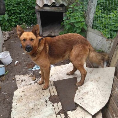 😊Texas Deutscher Schäferhund-Mischlingsrüde hat ein ausgeglichenes Wesen braucht aber einen Besitzer der ihn führt und lenkt🥰, Deutscher Schäferhund-Mischling - Rüde