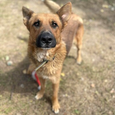😊Texas Deutscher Schäferhund-Mischlingsrüde hat ein ausgeglichenes Wesen braucht aber einen Besitzer der ihn führt und lenkt🥰, Deutscher Schäferhund-Mischling - Rüde