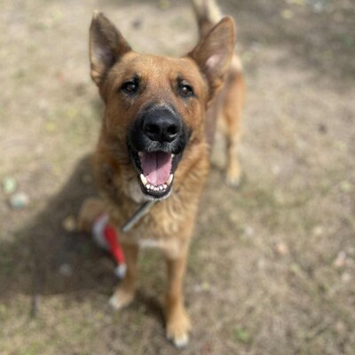 😊Texas Deutscher Schäferhund-Mischlingsrüde hat ein ausgeglichenes Wesen braucht aber einen Besitzer der ihn führt und lenkt🥰, Deutscher Schäferhund-Mischling - Rüde