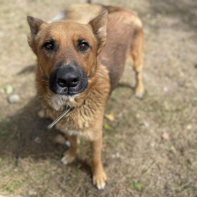 😊Texas Deutscher Schäferhund-Mischlingsrüde hat ein ausgeglichenes Wesen braucht aber einen Besitzer der ihn führt und lenkt🥰, Deutscher Schäferhund-Mischling - Rüde