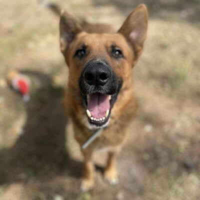 😊Texas Deutscher Schäferhund-Mischlingsrüde hat ein ausgeglichenes Wesen braucht aber einen Besitzer der ihn führt und lenkt🥰, Deutscher Schäferhund-Mischling - Rüde