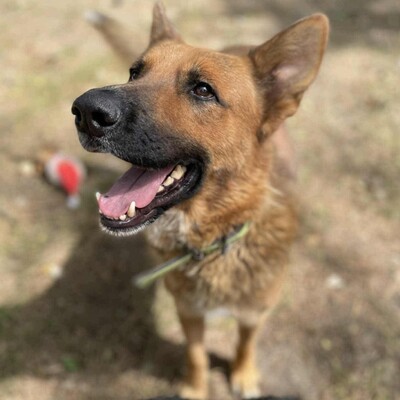 😊Texas Deutscher Schäferhund-Mischlingsrüde hat ein ausgeglichenes Wesen braucht aber einen Besitzer der ihn führt und lenkt🥰, Deutscher Schäferhund-Mischling - Rüde