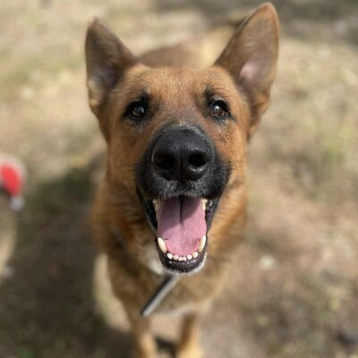 😊Texas Deutscher Schäferhund-Mischlingsrüde hat ein ausgeglichenes Wesen braucht aber einen Besitzer der ihn führt und lenkt🥰, Deutscher Schäferhund-Mischling - Rüde