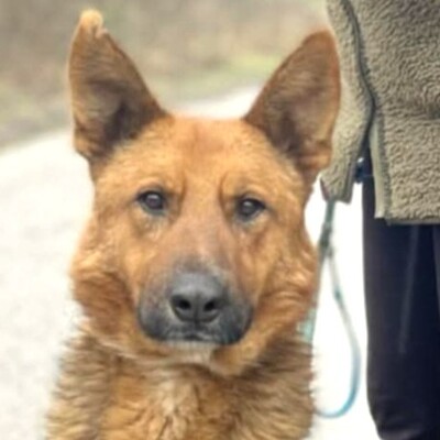 😊Texas Deutscher Schäferhund-Mischlingsrüde hat ein ausgeglichenes Wesen braucht aber einen Besitzer der ihn führt und lenkt🥰, Deutscher Schäferhund-Mischling - Rüde