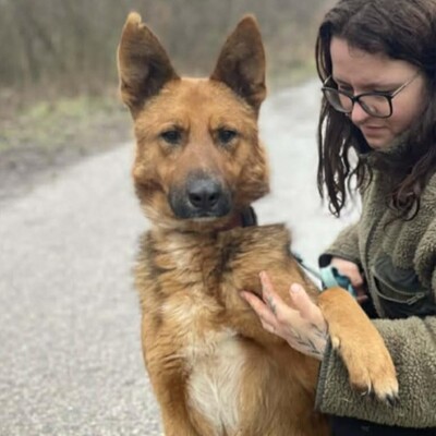 😊Texas Deutscher Schäferhund-Mischlingsrüde hat ein ausgeglichenes Wesen braucht aber einen Besitzer der ihn führt und lenkt🥰, Deutscher Schäferhund-Mischling - Rüde