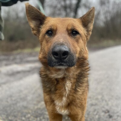 😊Texas Deutscher Schäferhund-Mischlingsrüde hat ein ausgeglichenes Wesen braucht aber einen Besitzer der ihn führt und lenkt🥰, Deutscher Schäferhund-Mischling - Rüde