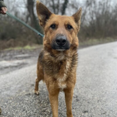 😊Texas Deutscher Schäferhund-Mischlingsrüde hat ein ausgeglichenes Wesen braucht aber einen Besitzer der ihn führt und lenkt🥰, Deutscher Schäferhund-Mischling - Rüde