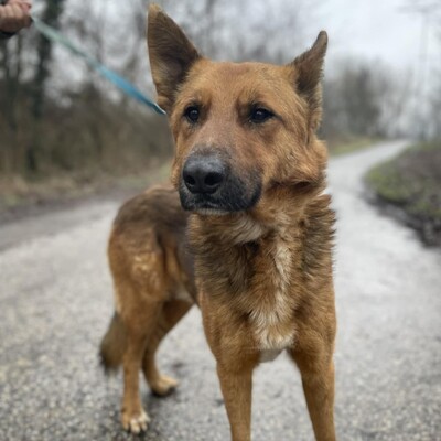 😊Texas Deutscher Schäferhund-Mischlingsrüde hat ein ausgeglichenes Wesen braucht aber einen Besitzer der ihn führt und lenkt🥰, Deutscher Schäferhund-Mischling - Rüde