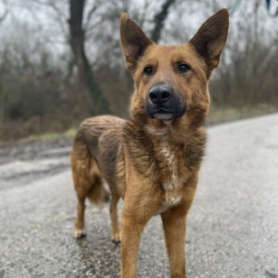 😊Texas Deutscher Schäferhund-Mischlingsrüde hat ein ausgeglichenes Wesen braucht aber einen Besitzer der ihn führt und lenkt🥰, Deutscher Schäferhund-Mischling - Rüde