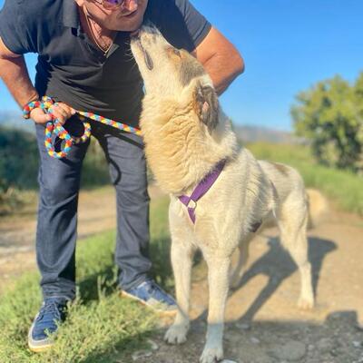 Thalis - ein so liebenswerter Kerl / Reserviert, Schäferhund-Mischling - Rüde