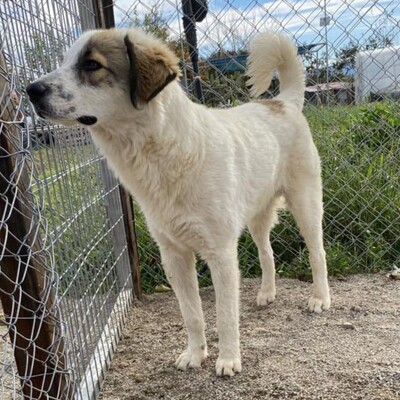 Thalis - ein so liebenswerter Kerl / Reserviert, Schäferhund-Mischling - Rüde