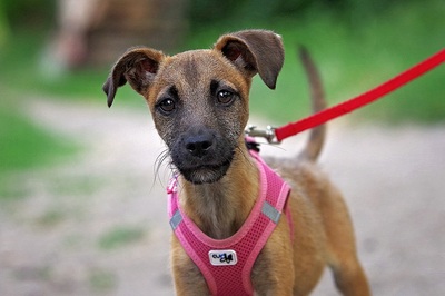 Thea, Pinscher / Foxterrier Mischling - Hündin