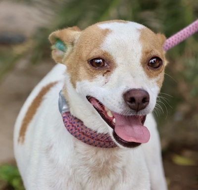 Thelma, Mix - Hündin