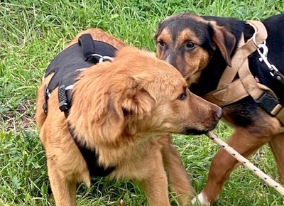 Themis - Ausgeglichener Hundejunge, ca. 5 Monate, Mischling Welpen - Rüde