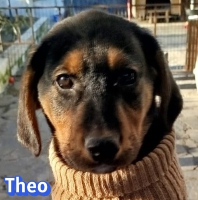 Theo, Bracke Welpen - Rüde