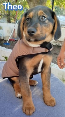 Theo, Bracke Welpen - Rüde