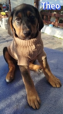 Theo, Bracke Welpen - Rüde