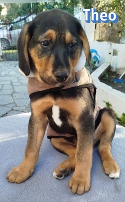 Theo, Bracke Welpen - Rüde