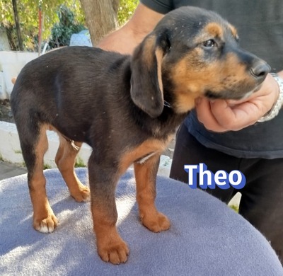 Theo, Bracke Welpen - Rüde