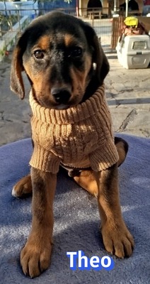 Theo, Bracke Welpen - Rüde