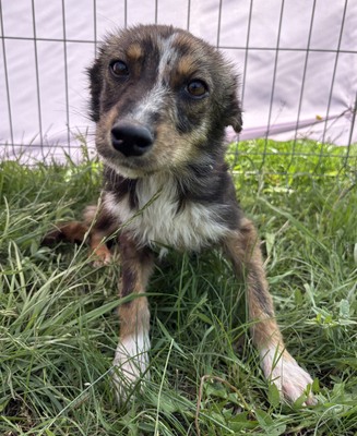 Theo, Mix - Rüde