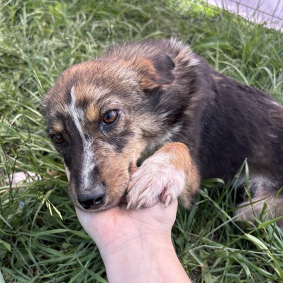 Theo, Mix - Rüde