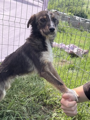 Theo, Mix - Rüde