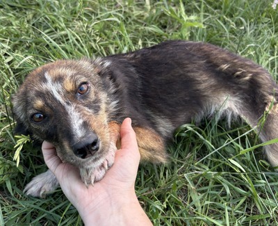 Theo, Mix - Rüde