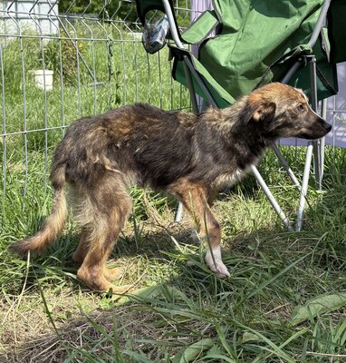 Theo, Mix - Rüde