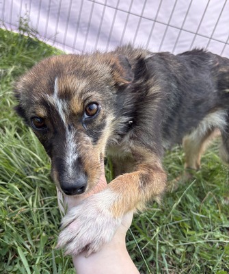 Theo, Mix - Rüde