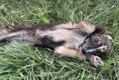 Theo, Mix - Rüde