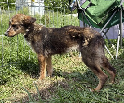 Theo, Mix Welpen - Rüde