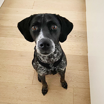 Theo, Pointer-Mischling - Rüde