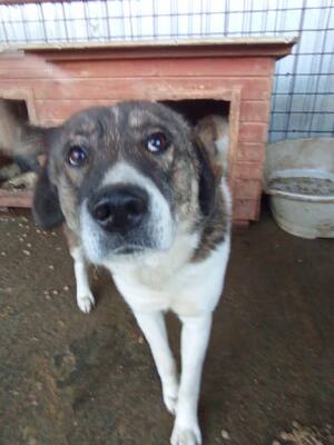 Theo – der stille Beobachter mit der besonderen Maske, Mischling - Rüde