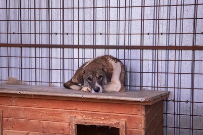 Theo – der stille Beobachter mit der besonderen Maske, Mischling - Rüde