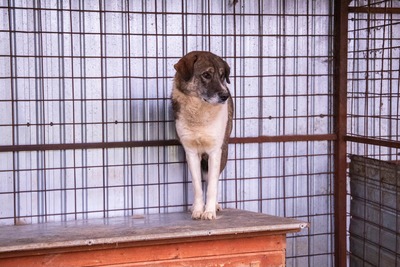 Theo – der stille Beobachter mit der besonderen Maske, Mischling - Rüde