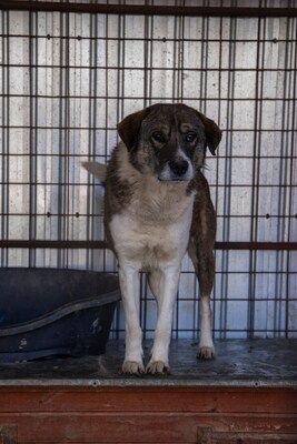 Theo – der stille Beobachter mit der besonderen Maske, Mischling - Rüde