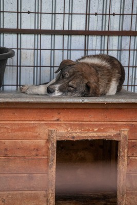 Theo – der stille Beobachter mit der besonderen Maske, Mischling - Rüde