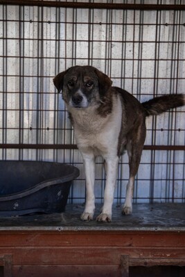 Theo – der stille Beobachter mit der besonderen Maske, Mischling - Rüde