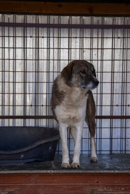 Theo – der stille Beobachter mit der besonderen Maske, Mischling - Rüde